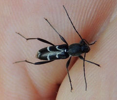 Chlorophorus sartor