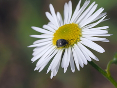 Spermophagus sericeus