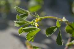 Medicago rugosa