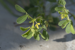 Medicago rugosa