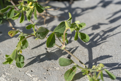 Medicago rugosa