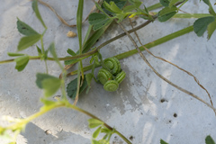 Medicago rugosa