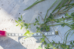 Medicago rugosa