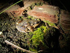 Pelodytes atlanticus
