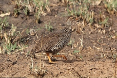 Pternistis icterorhynchus