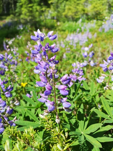 Arctic Lupine