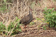 Pternistis clappertoni