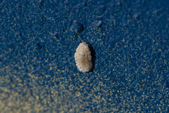 Marchalina hellenica