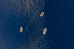 Marchalina hellenica