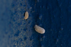 Marchalina hellenica