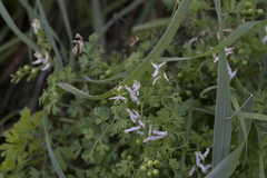 Fumaria macrocarpa