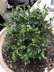 Buxus sempervirens