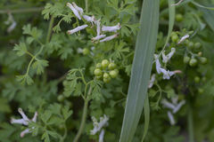 Fumaria macrocarpa