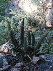 Trichocentrum cebolleta