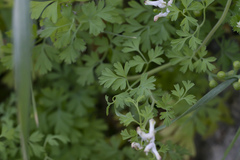 Fumaria macrocarpa