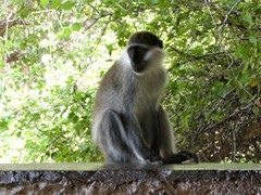 Chlorocebus aethiops