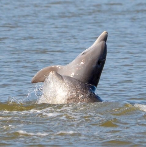 Tamanend's Bottlenose Dolphin photographed in Maryland