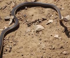 Masticophis lateralis lateralis