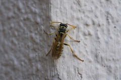 Polistes mongolicus