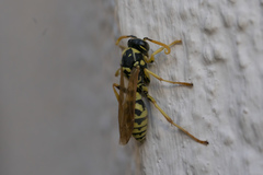 Polistes mongolicus