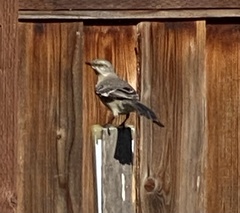 Mimus polyglottos
