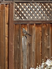 Mimus polyglottos
