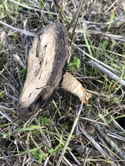 Agaricus deserticola
