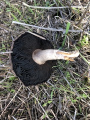 Agaricus deserticola