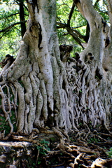Ficus