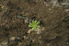 Sedum litoreum