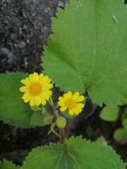 Perityle grandifolia