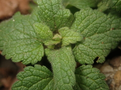 Lamium maculatum