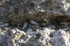 Albinaria brevicollis