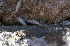 Albinaria brevicollis