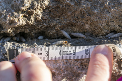 Albinaria brevicollis