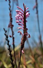 Watsonia knysnana