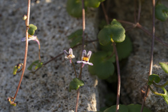 Cymbalaria longipes