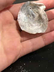 Pododesmus macrochisma