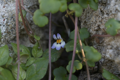 Cymbalaria longipes