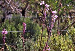 Watsonia knysnana