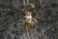 Cymbalaria longipes