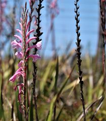 Watsonia knysnana