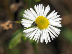 Spermophagus sericeus