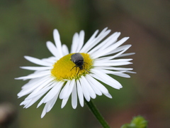 Spermophagus sericeus