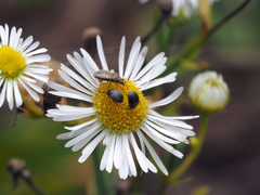 Spermophagus sericeus