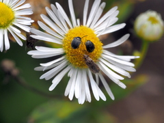 Spermophagus sericeus