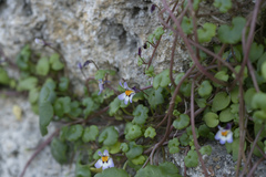 Cymbalaria longipes