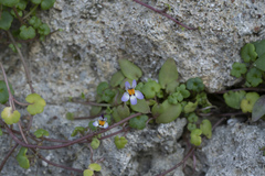 Cymbalaria longipes