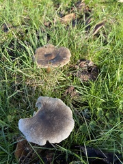 Fungi