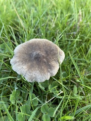 Fungi